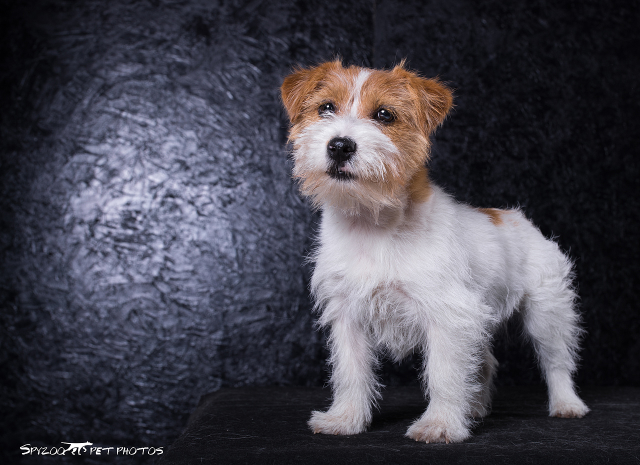 小杰克又来白场 天津宠物摄影spyzoo宠物写真