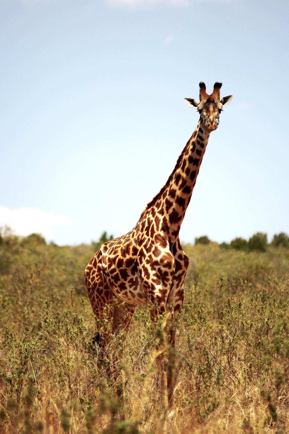 非洲肯尼亚——萌物长颈鹿