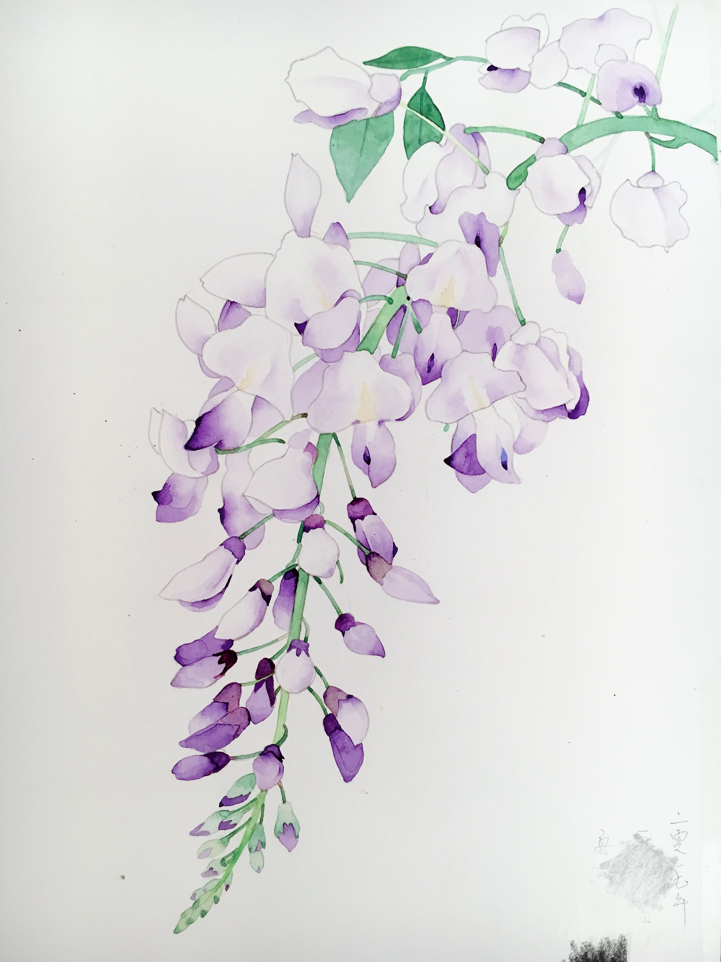 紫藤花,水彩慢生活