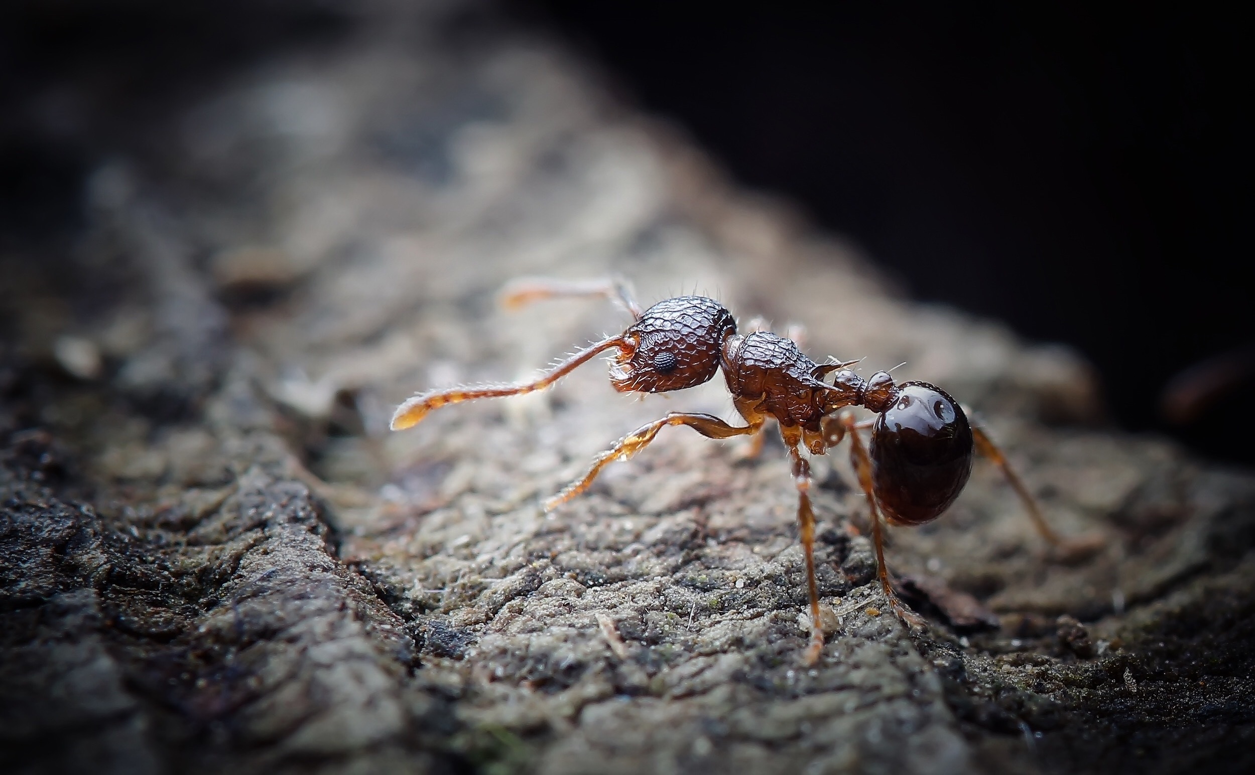 微距摄影什么相机好用_微距是什么意思_单反如何拍出老照片
