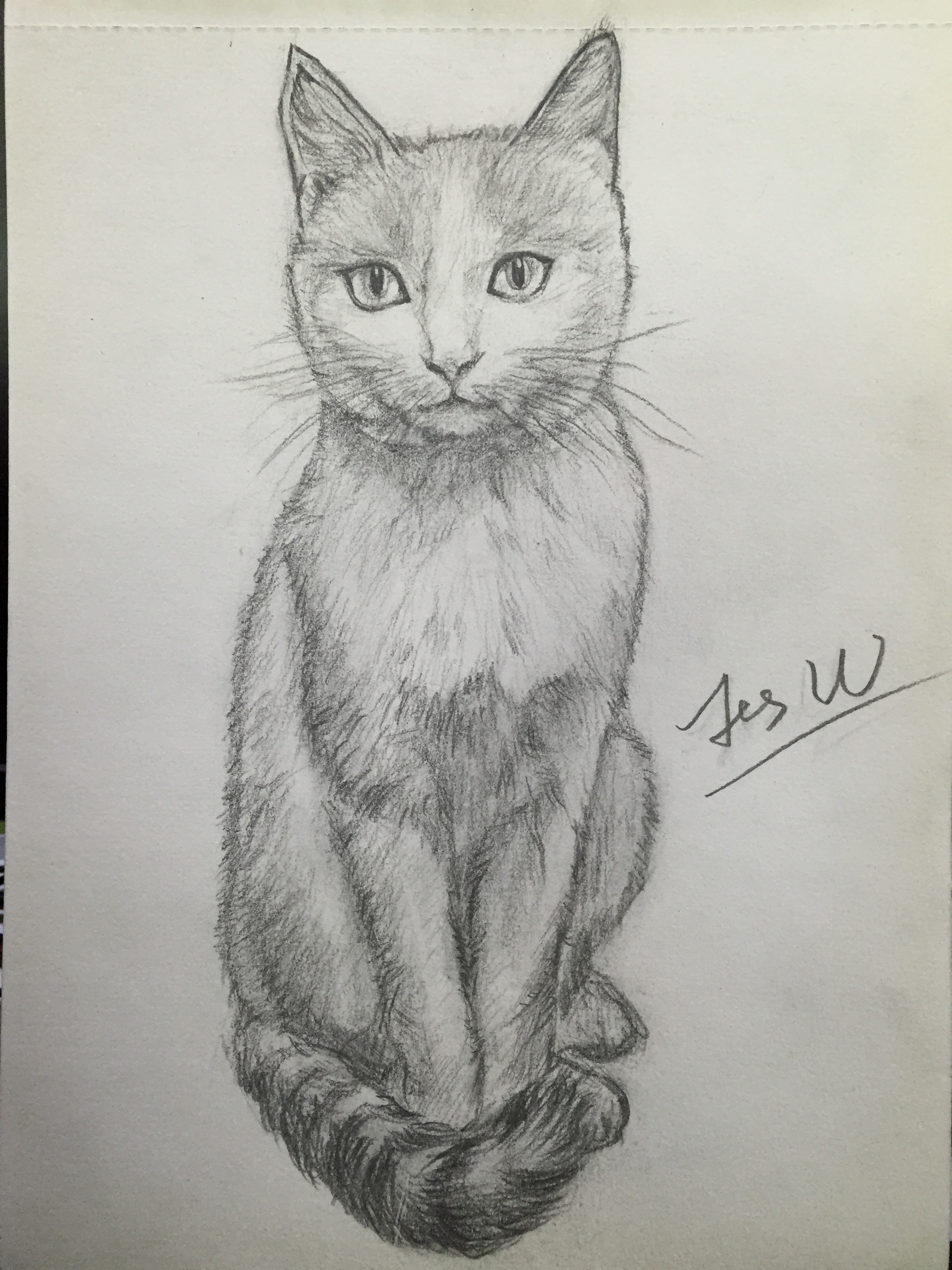 猫-铅笔画【第一弹】|纯艺术|素描|jes阿喵琪 - 原创
