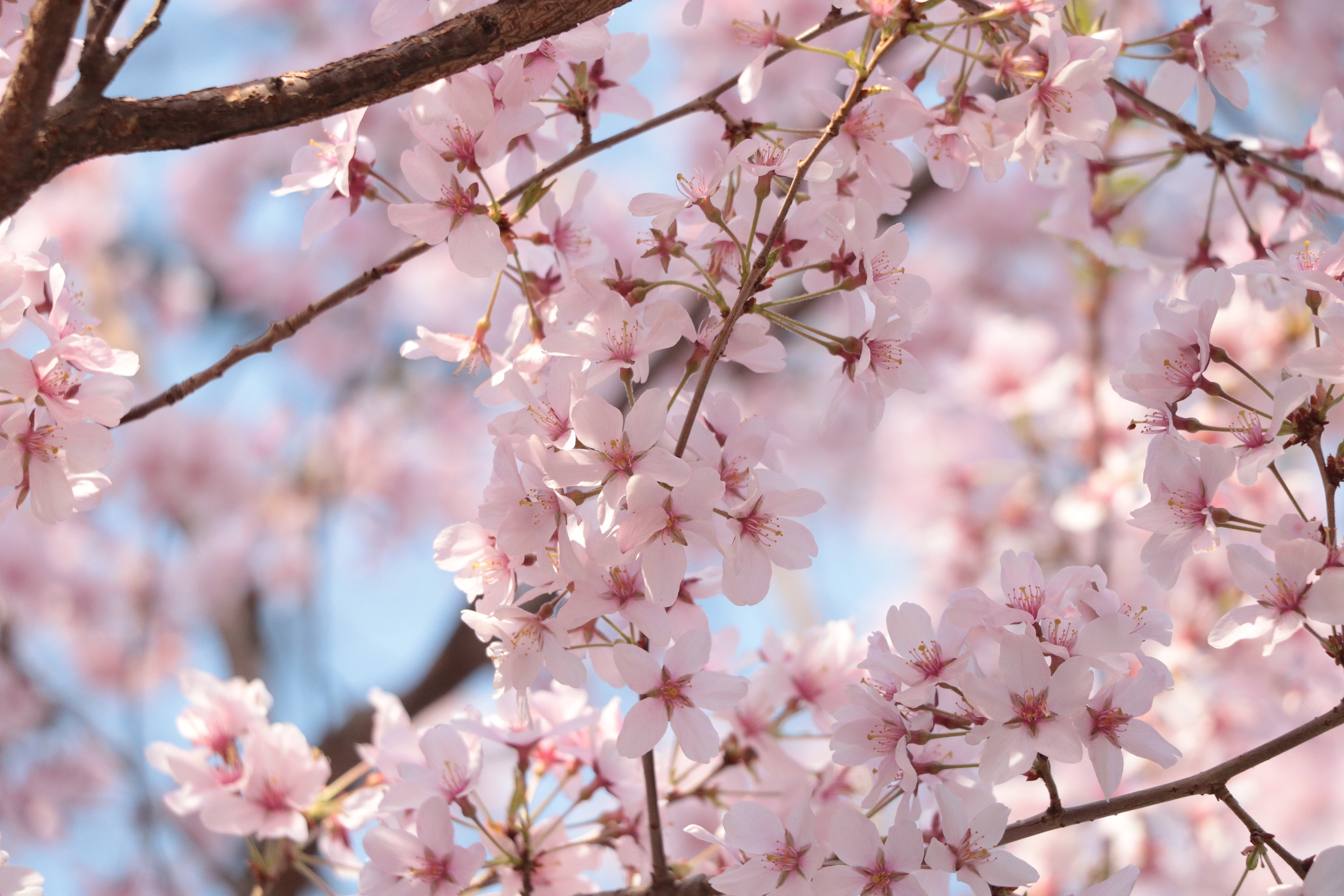 樱花季|摄影|风光摄影|重名真可怕 - 原创作品 - 站酷