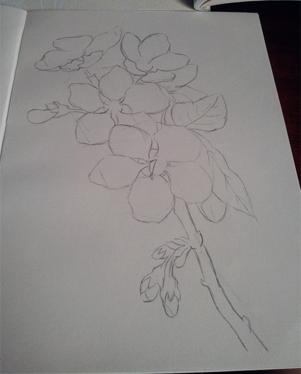 我的彩铅 樱花