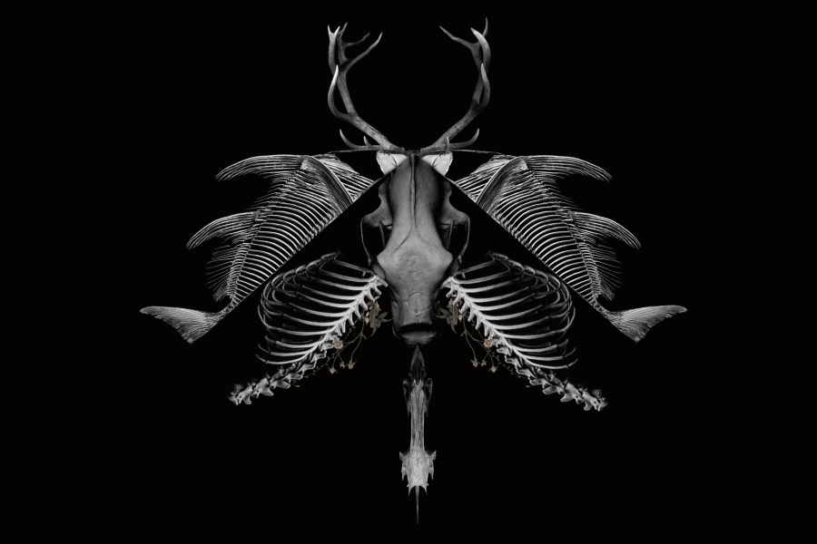 暗黑风丨动物骨骼的拼接|海报|平面|Joyji - 原创
