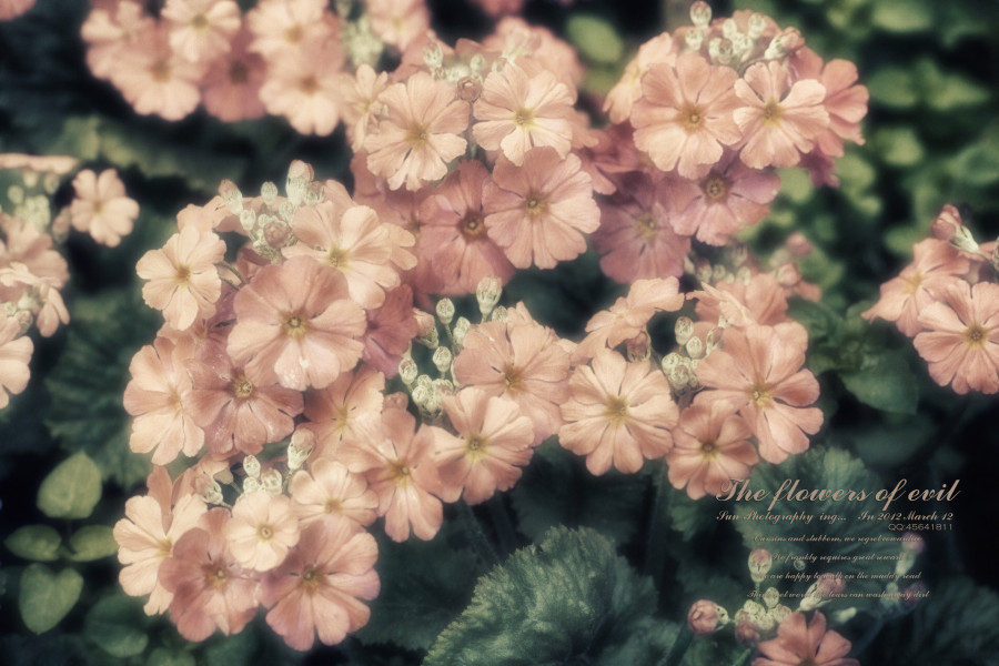 The flowers of evil |其他摄影|摄影|easycdad - 原