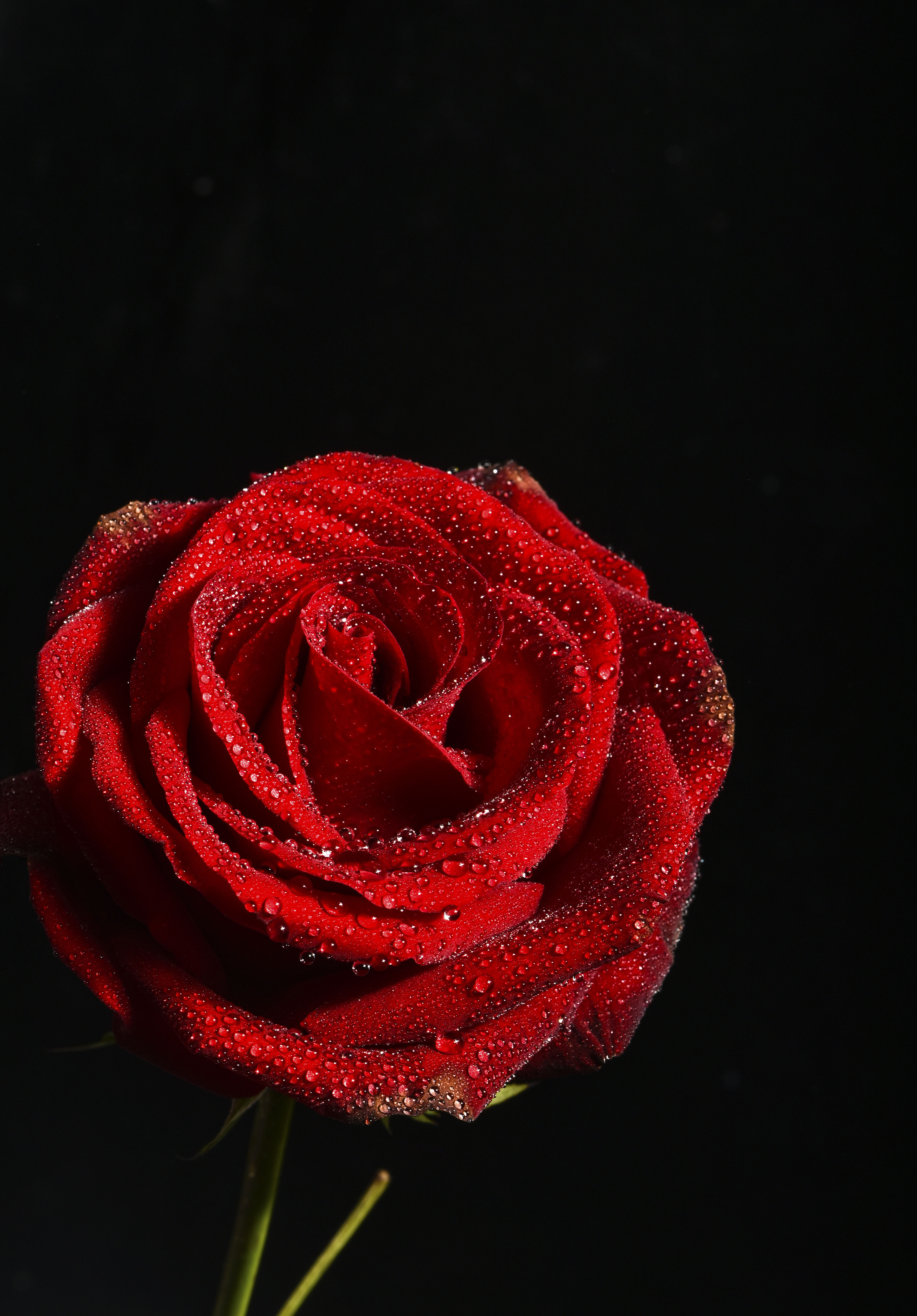 花卉红玫瑰拍摄