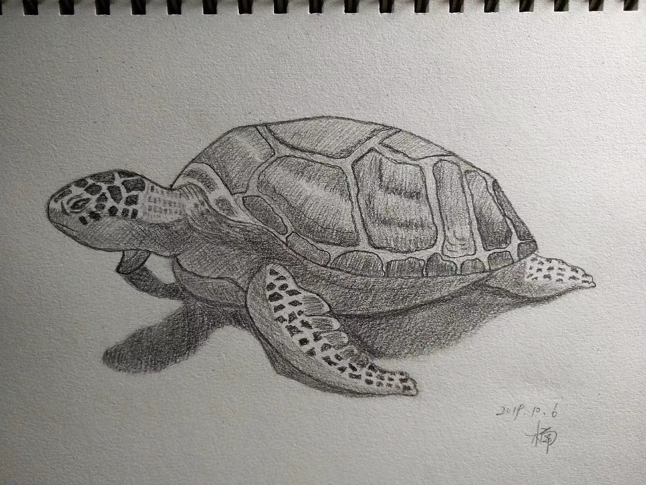 手绘素描乌龟大海龟