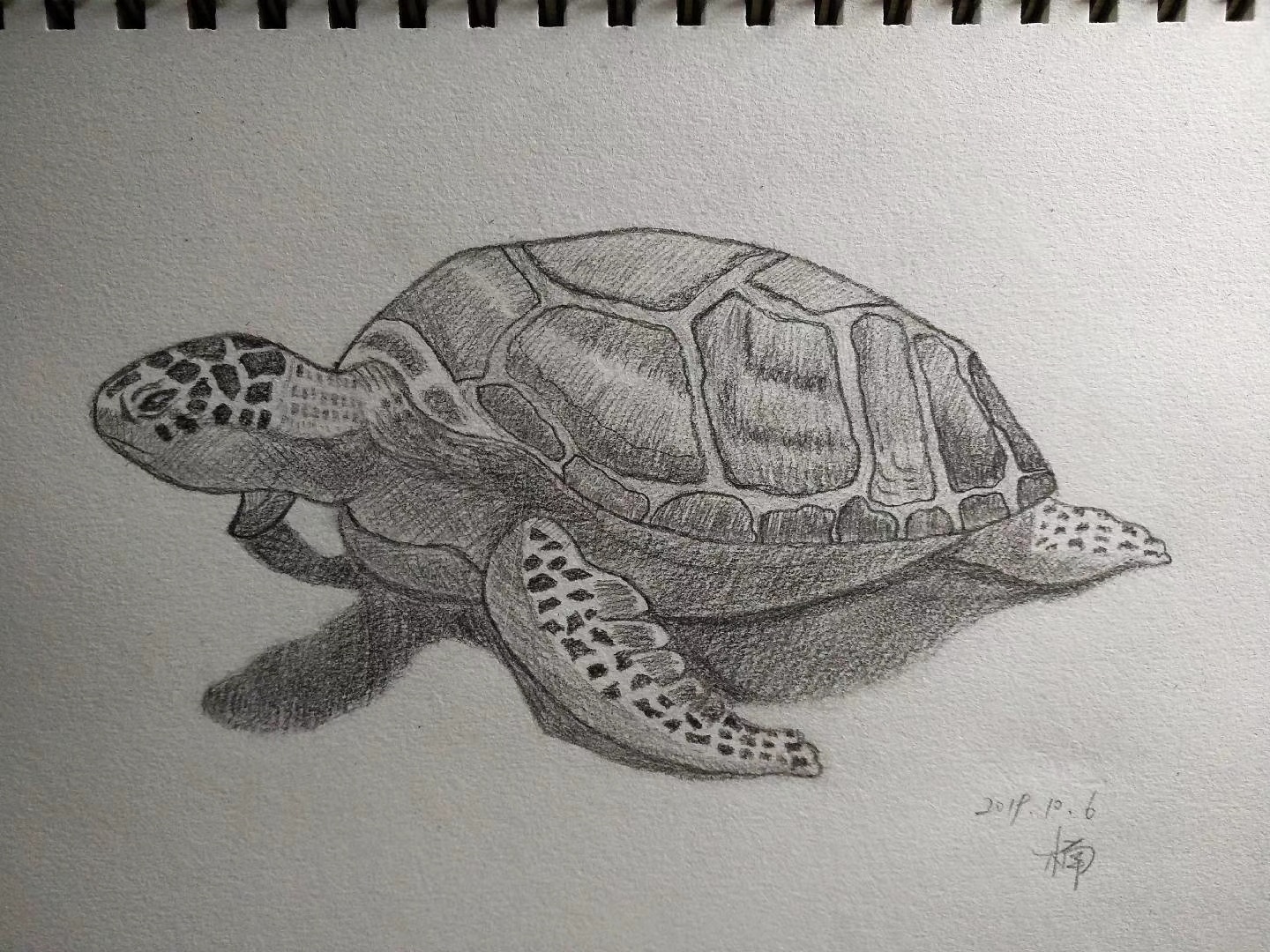 手绘素描乌龟 大海龟