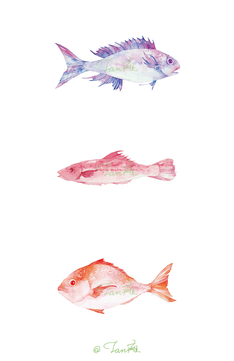 《鱼》水彩手绘插画