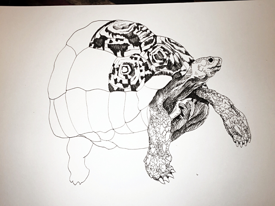 豹纹陆龟|钢笔画|纯艺术|KENNWANG - 原创设