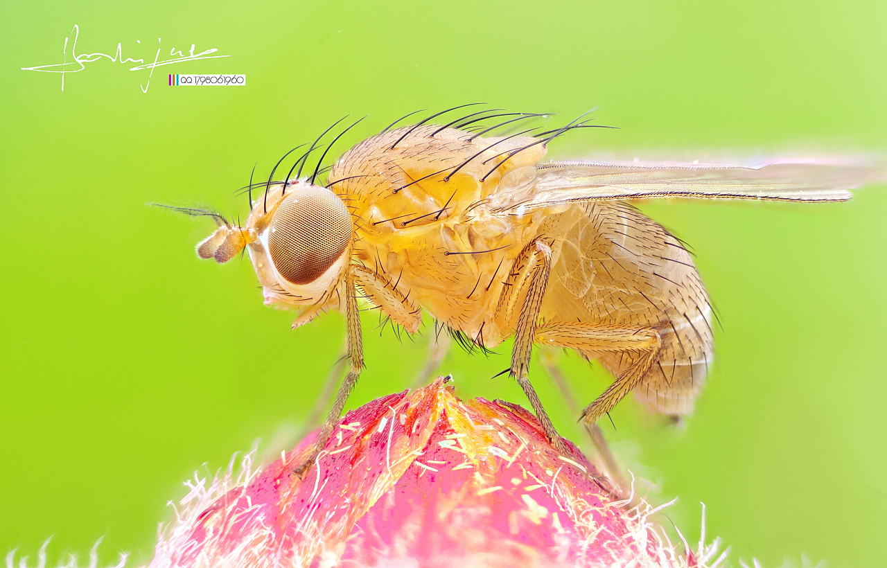 瓜哥微距-----杂拍系列