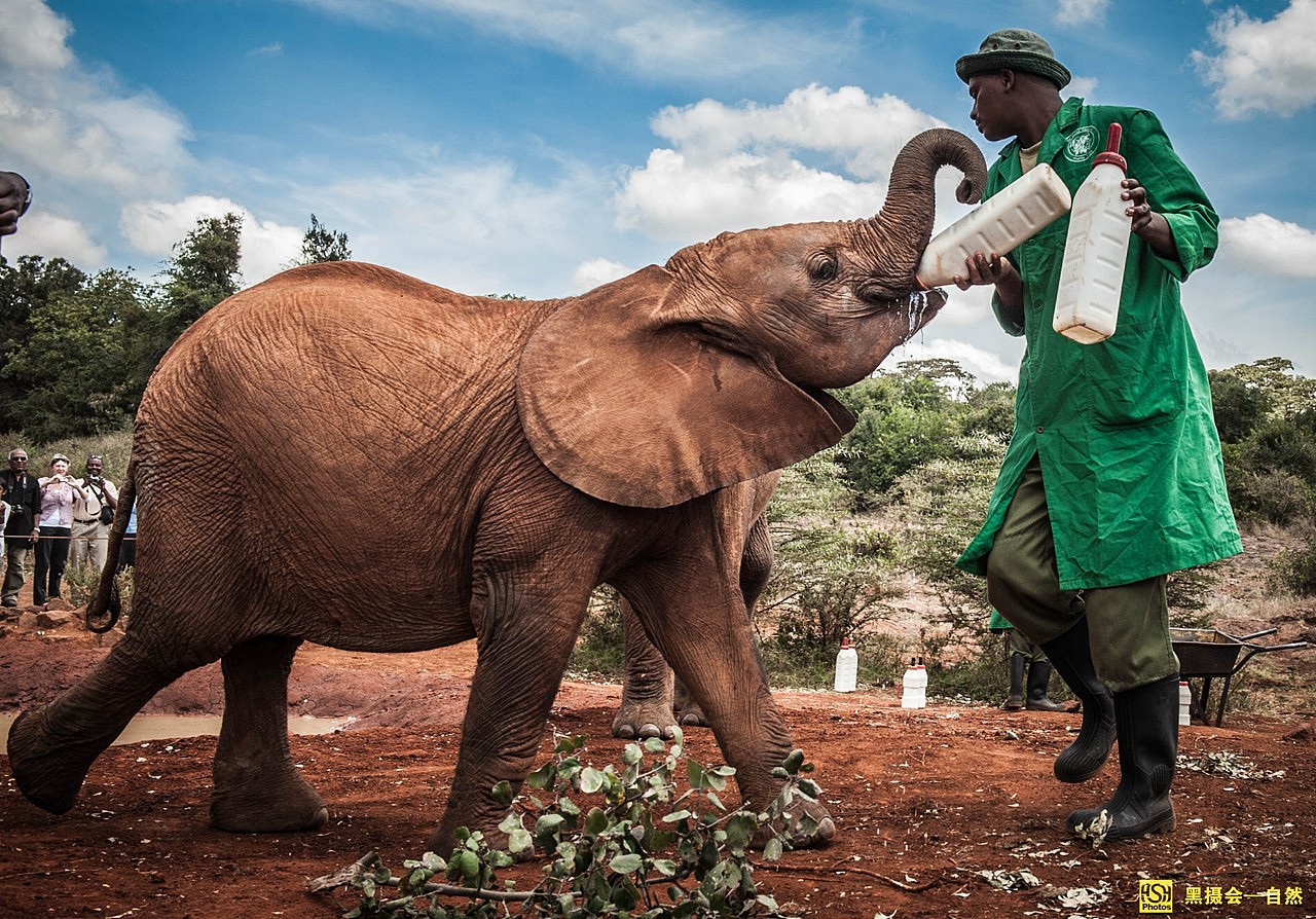 安博塞利国家公园里的非洲象群，肯尼亚 (© Susan Portnoy/Shutterstock) @20220812 | NiceBing ...