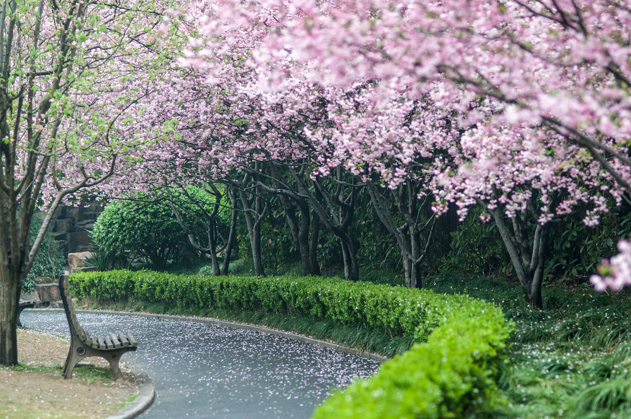 图片樱花飘落_桌面樱花飘落_桌面樱花飘落