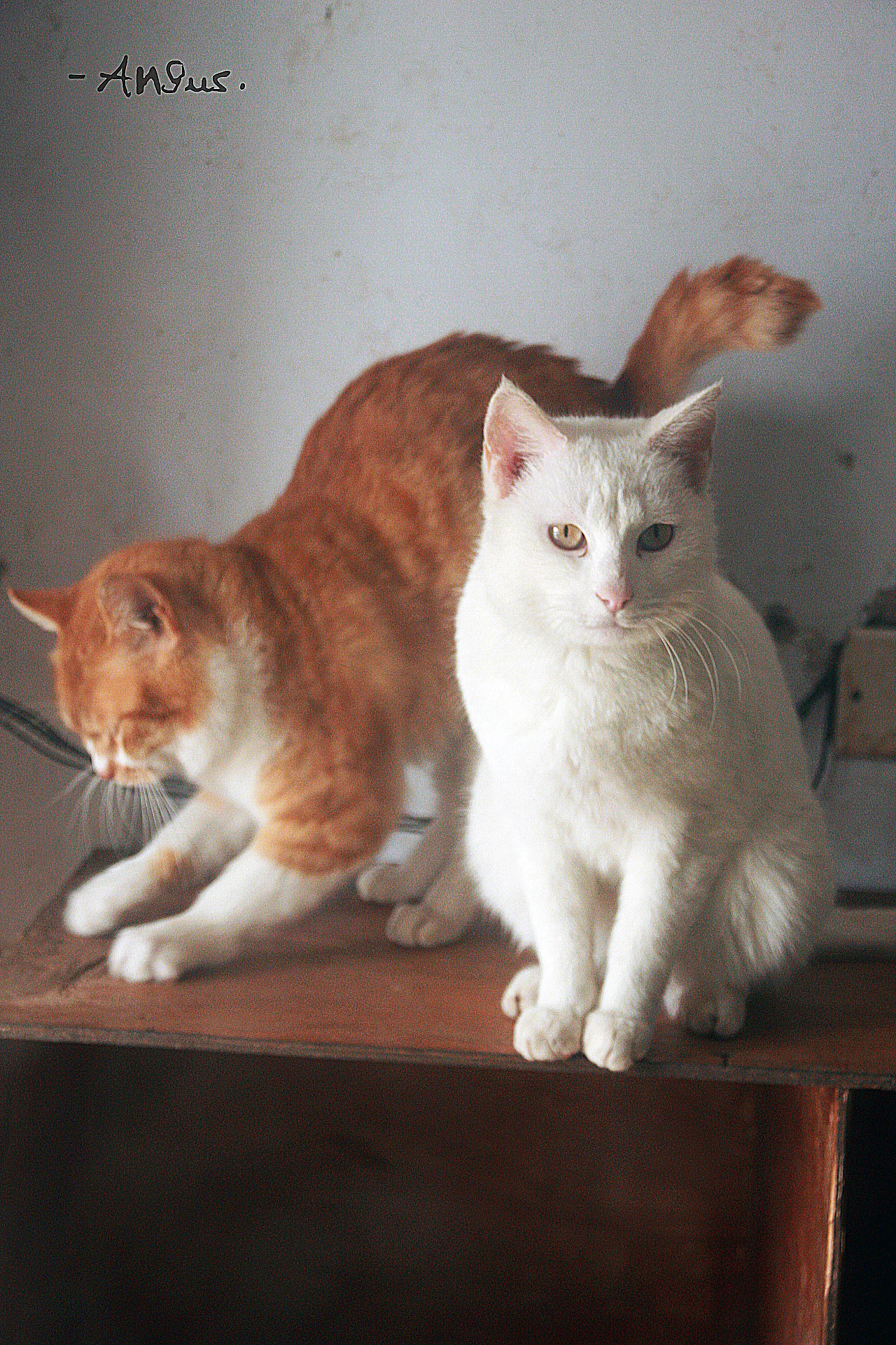 猫猫表情包 折耳小猫震惊 - 堆糖，美图壁纸兴趣社区