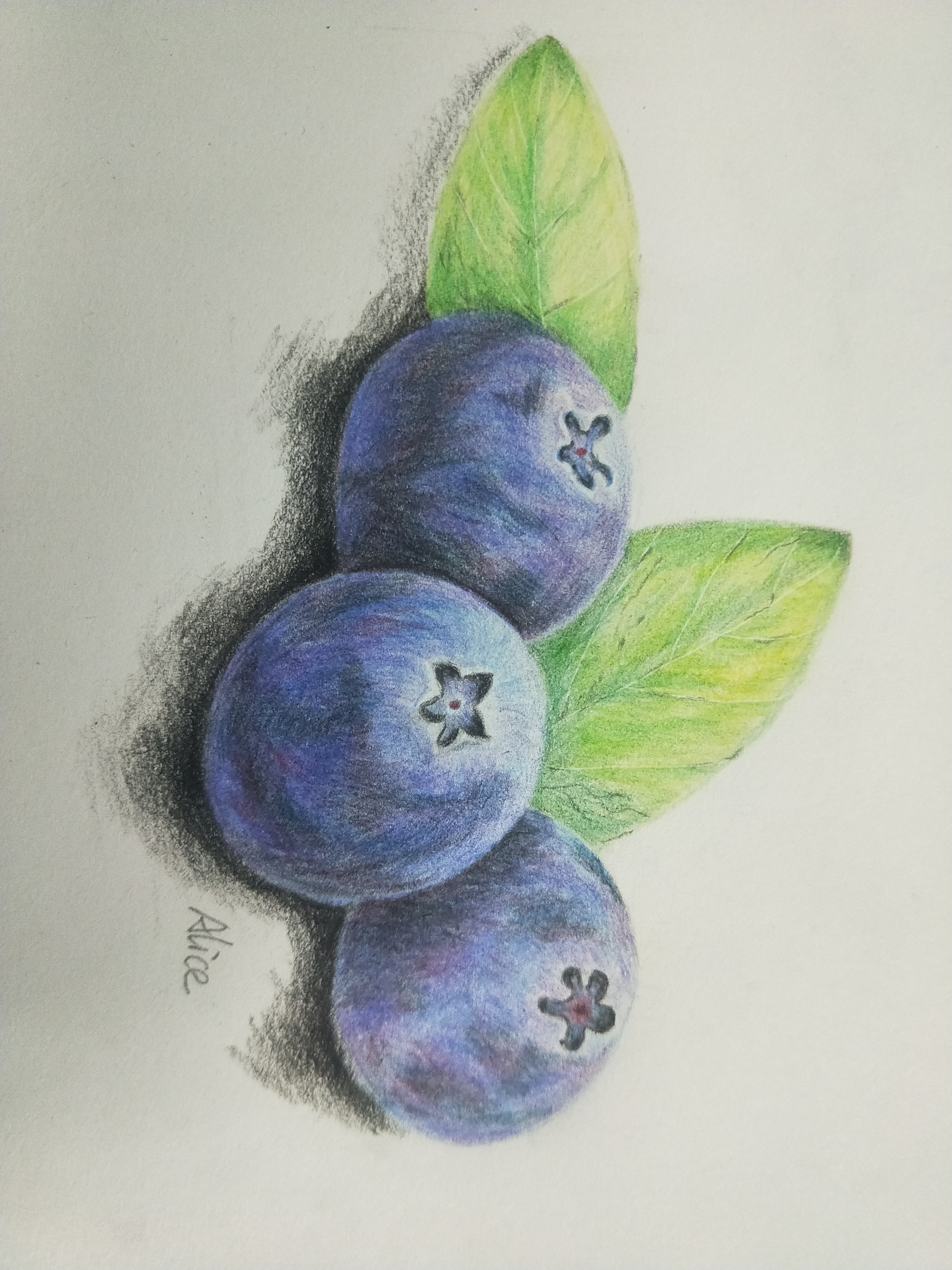彩铅~蓝莓|纯艺术|绘画|爱画画的alice - 原创作品