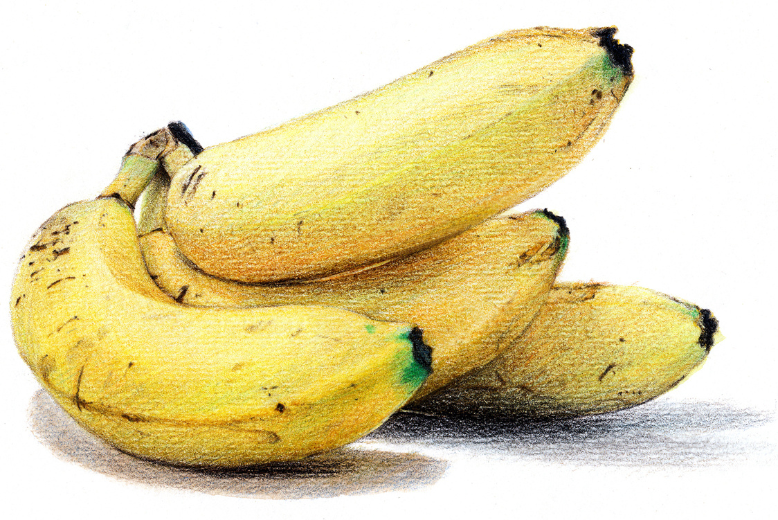 2012~2013彩铅画磨笔小品汇总