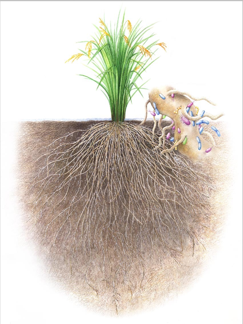 水稻根系协同微生物利用土壤氮元素养分图