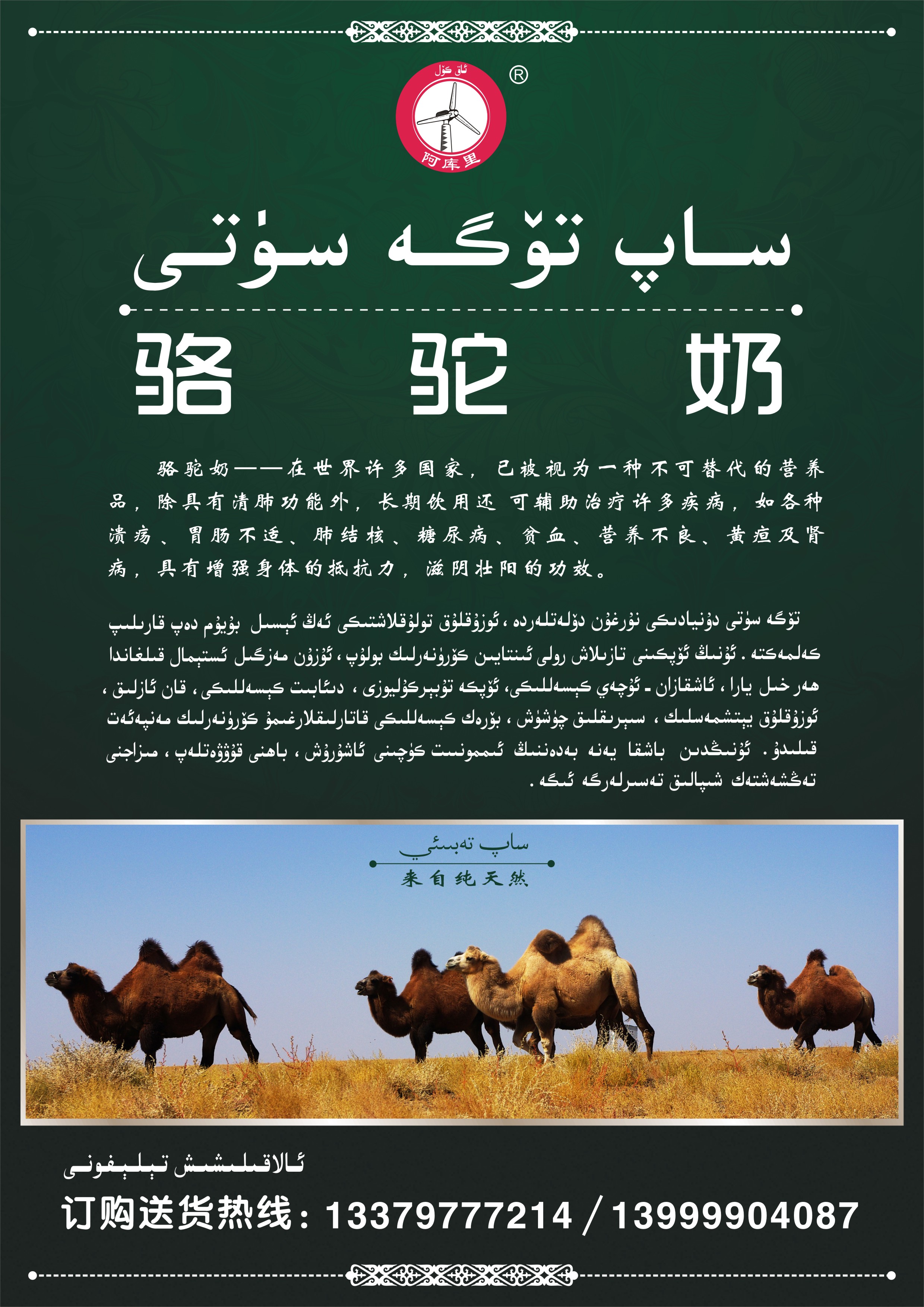 骆驼奶宣传单设计|平面|宣传品|rahat1986 - 原创