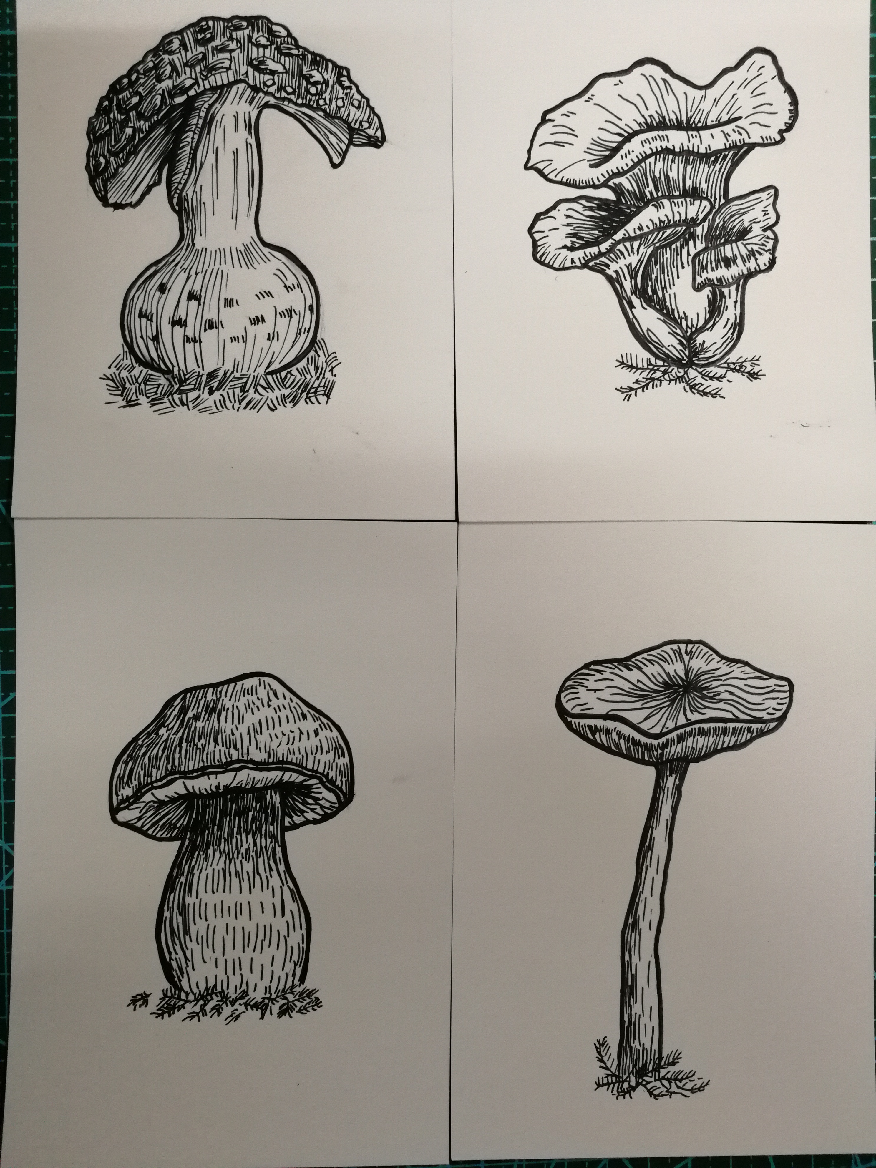 一些蘑菇手绘|纯艺术|钢笔画|艺术到底是什么 - 临摹