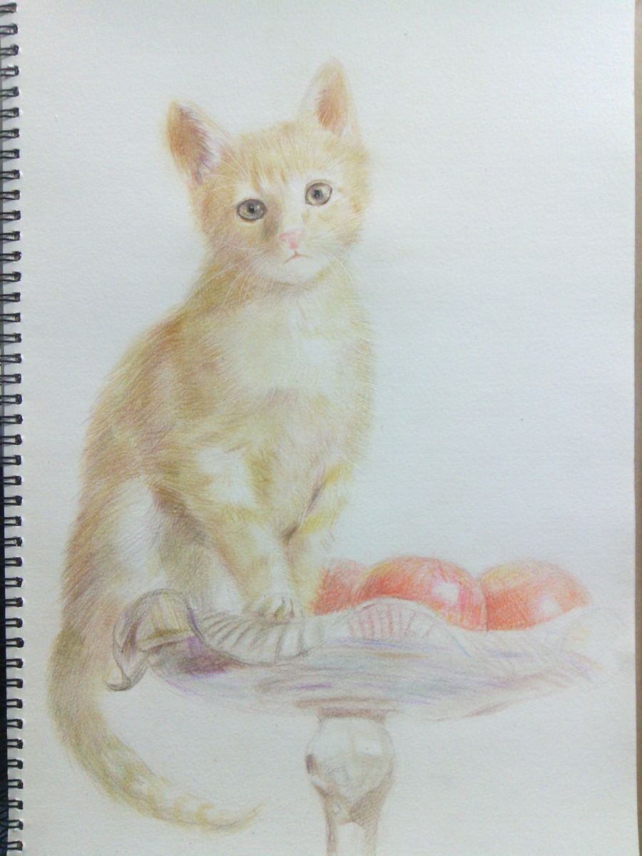 彩铅画--小猫|彩铅|纯艺术|姚刚 - 原创设计作品 