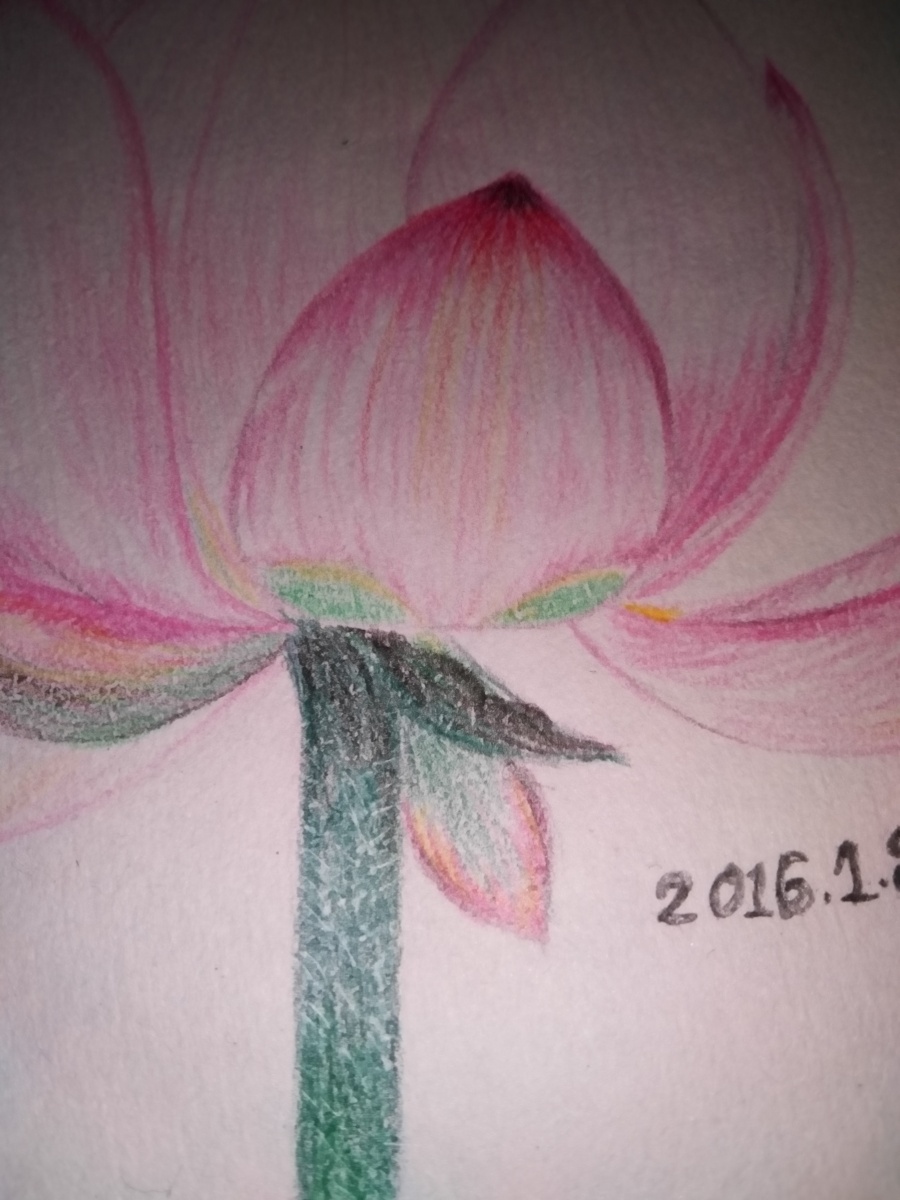【临摹练习】彩铅荷花|绘画习作|插画|未来来 -