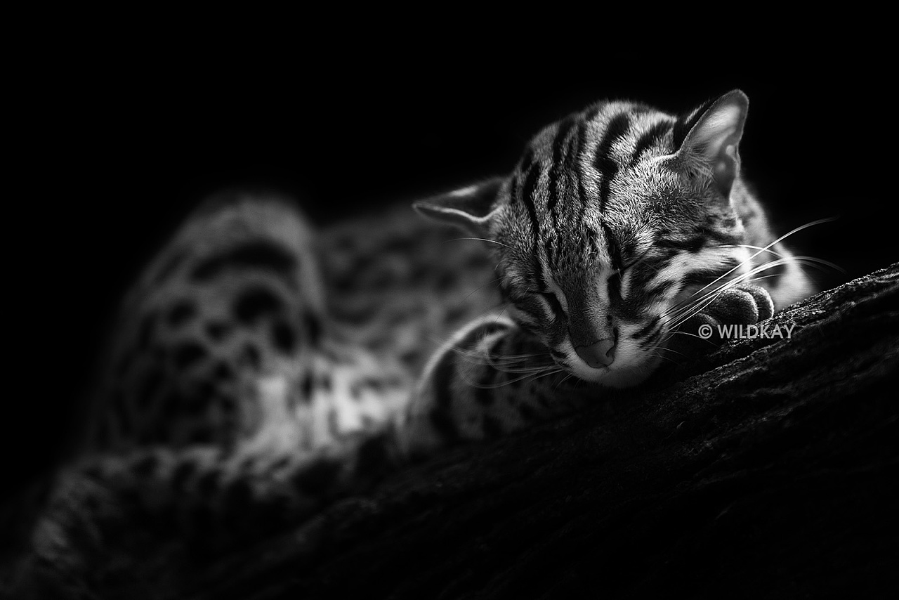 纯影调动物黑白摄影