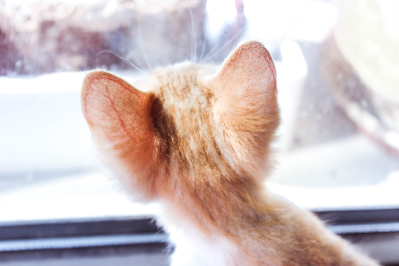 臭臭猫简谱_儿歌简谱