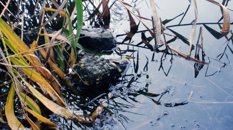 湖南师大桃子湖|风光|摄影|1322911867 - 原创设
