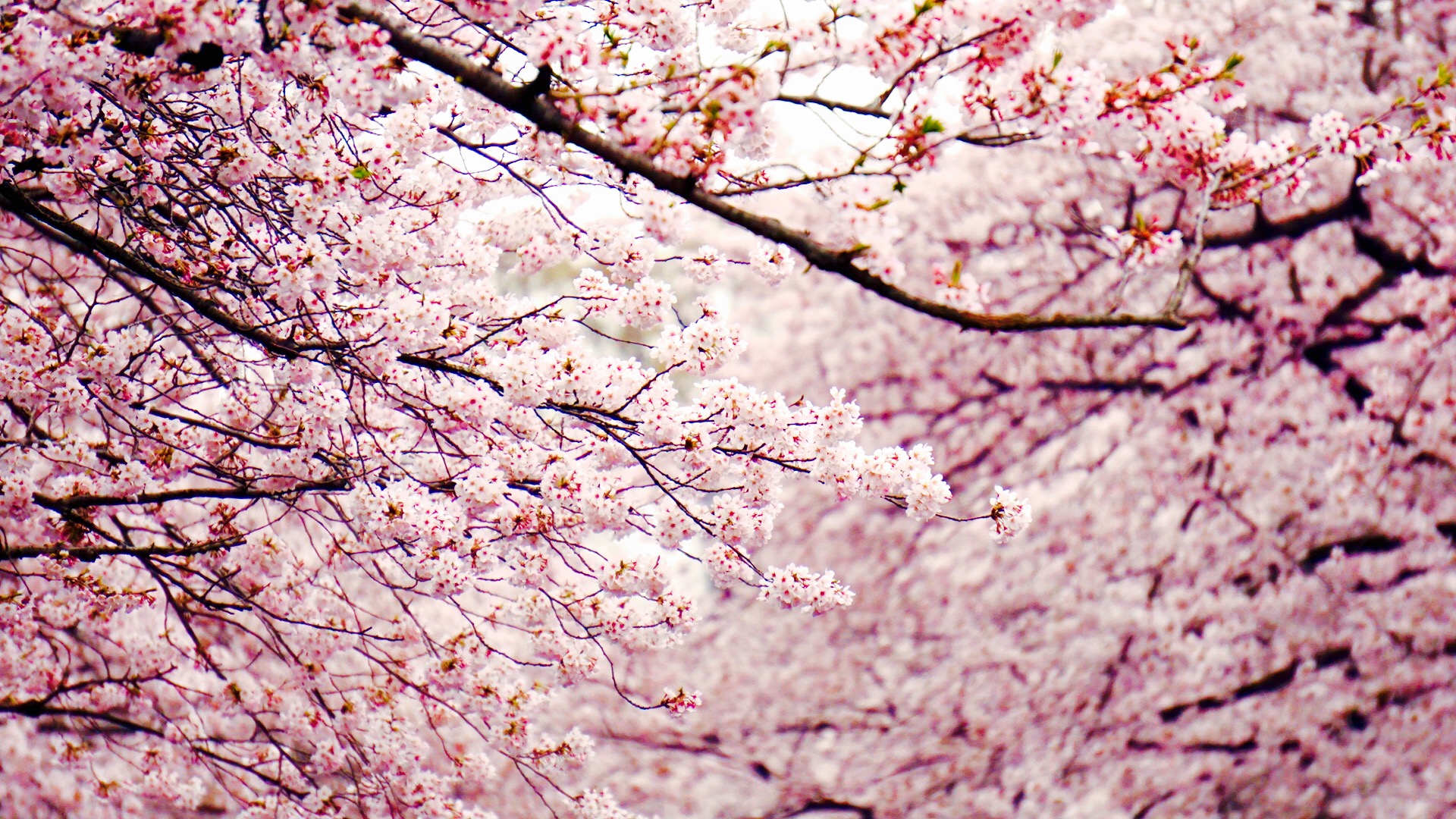 日本樱花，知道吗？樱花飘落的速度是每秒50… - 高清图片，堆糖，美图壁纸兴趣社区