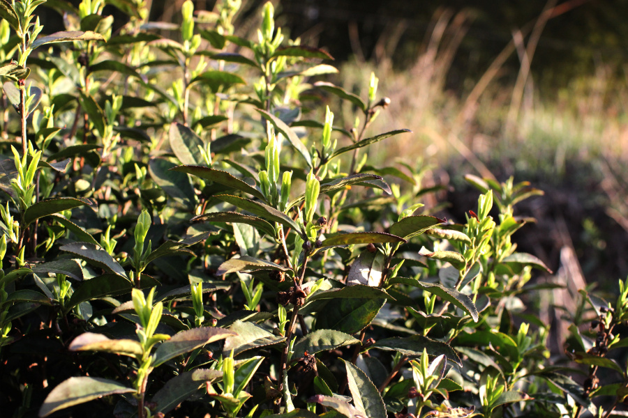 东方道小产区野生茶包装设计和霍山黄芽生长地