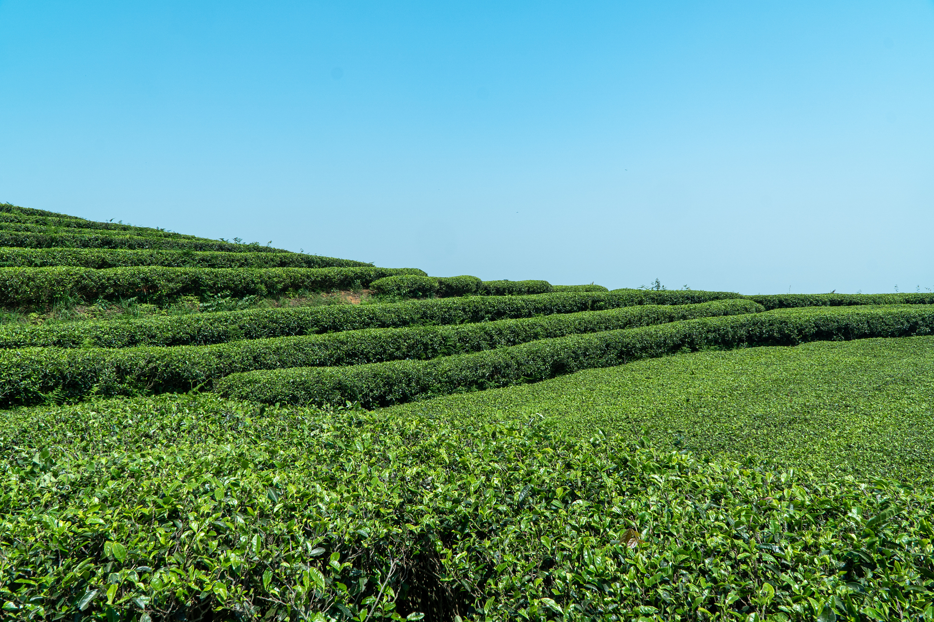 面朝大海的福鼎茶园