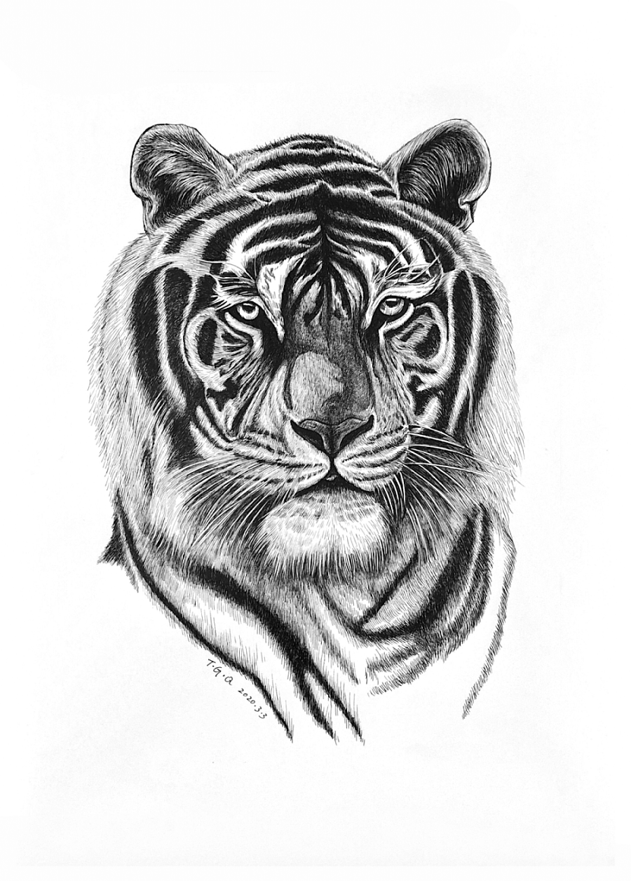 钢笔画《虎肖像》