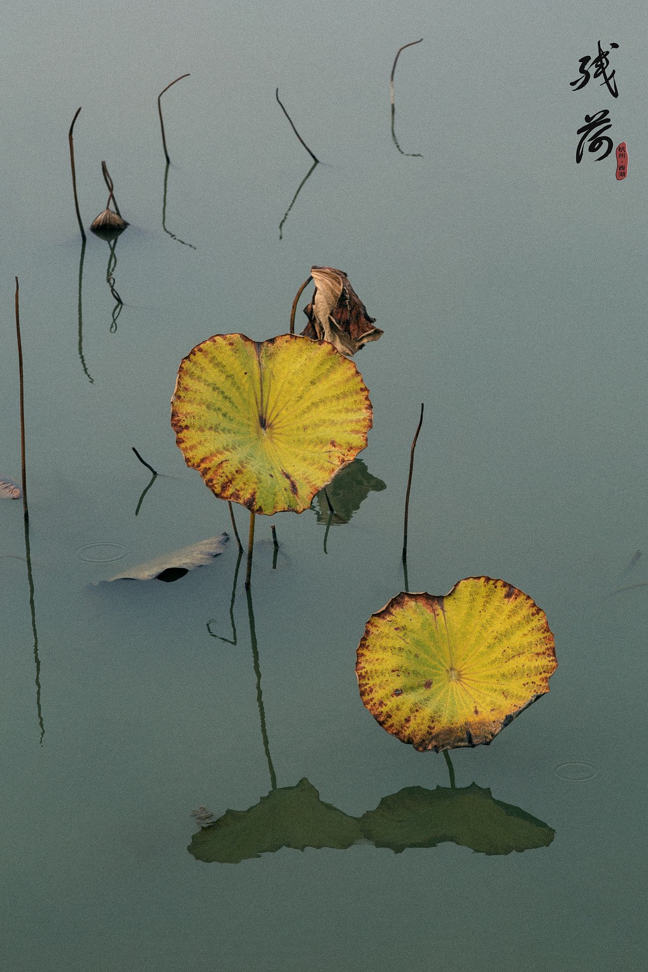 「 残荷 」——杭州·西湖