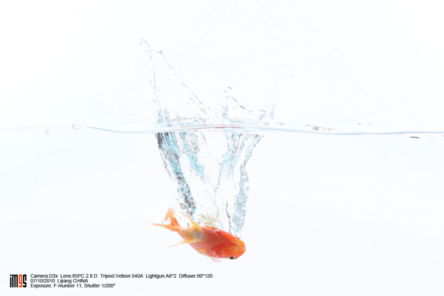 我的小斗鱼,还有不知名的小红鱼.|宠物\/动物|摄