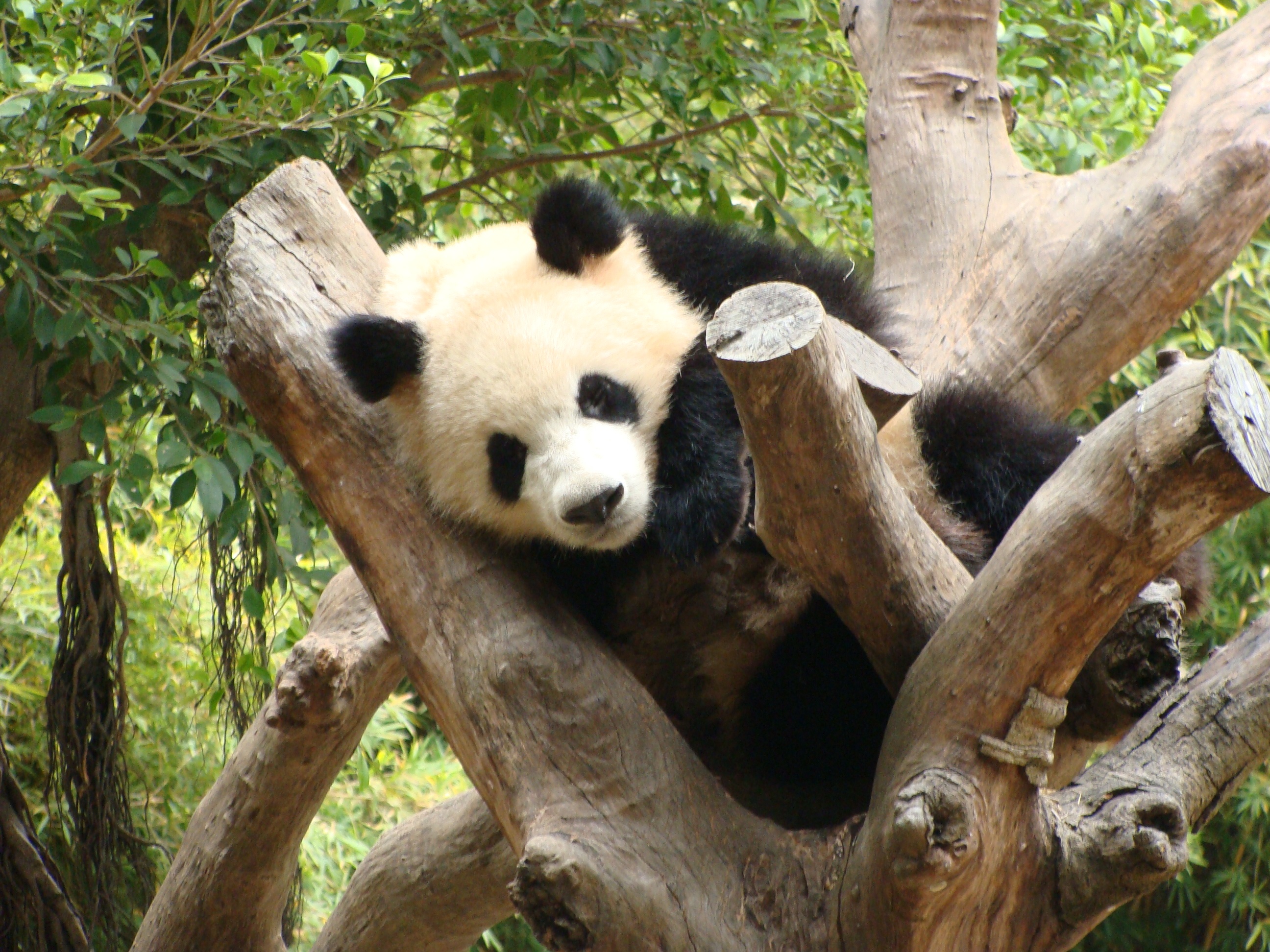 动物园里的动物,老虎熊猫浣熊
