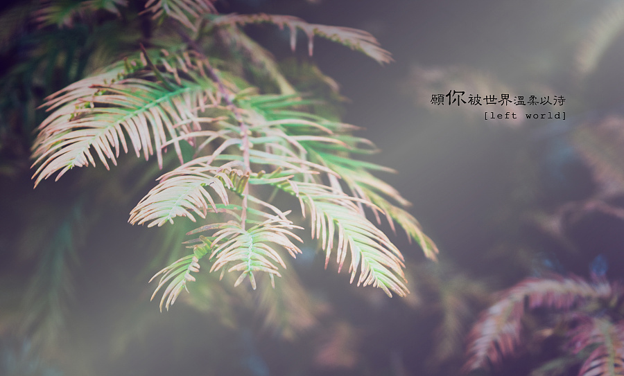 愿你被世界温柔以待|风光|摄影|默浅陌 - 原创设计作品 - 站酷 (ZCOOL)