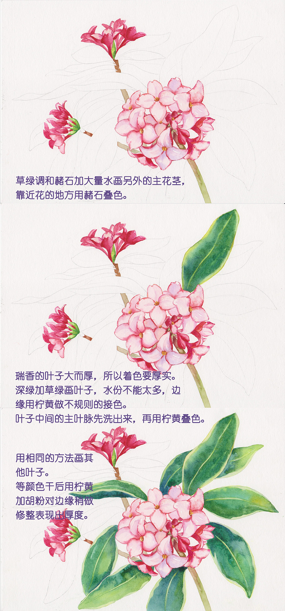 二十四番花信风水彩花卉绘画技法瑞香篇