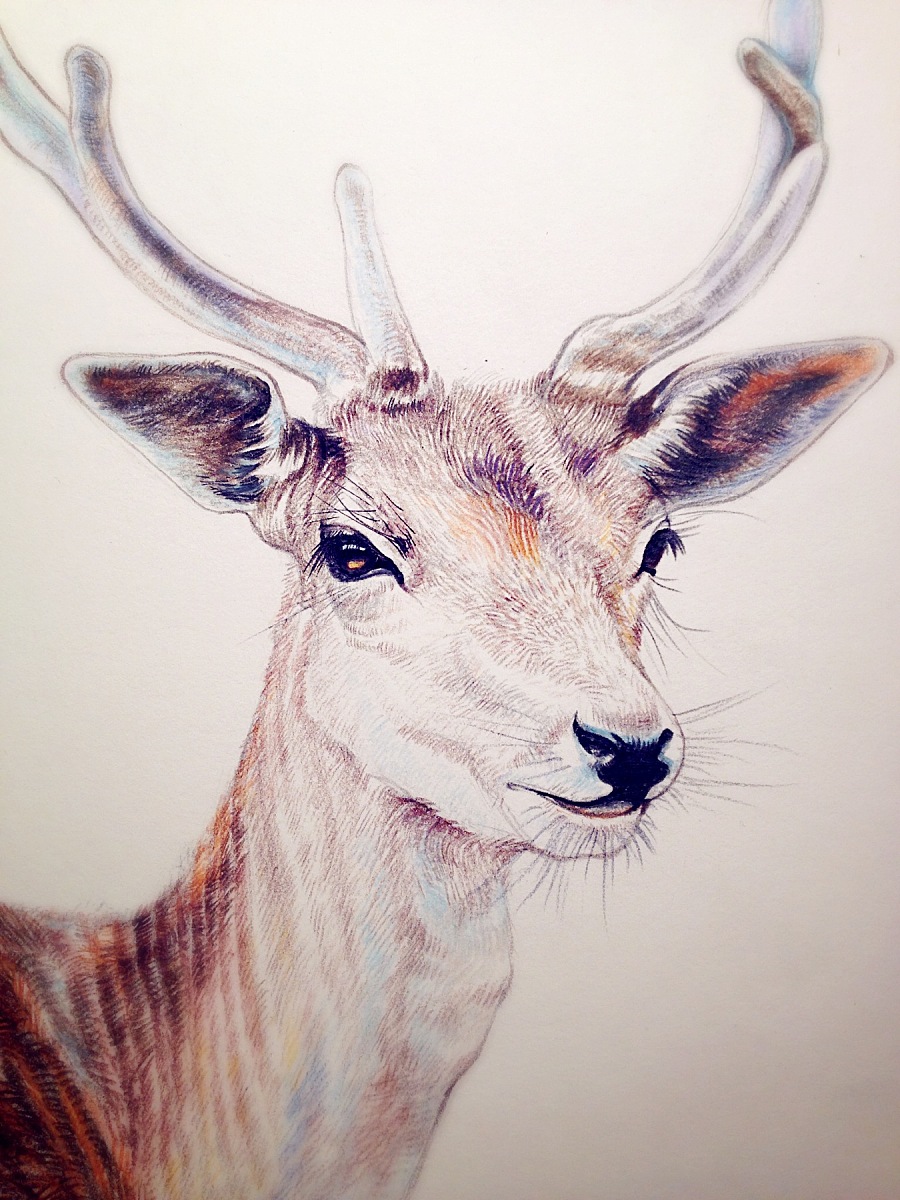 彩铅作品--鹿|绘画习作|插画|shiioi - 原创设计作