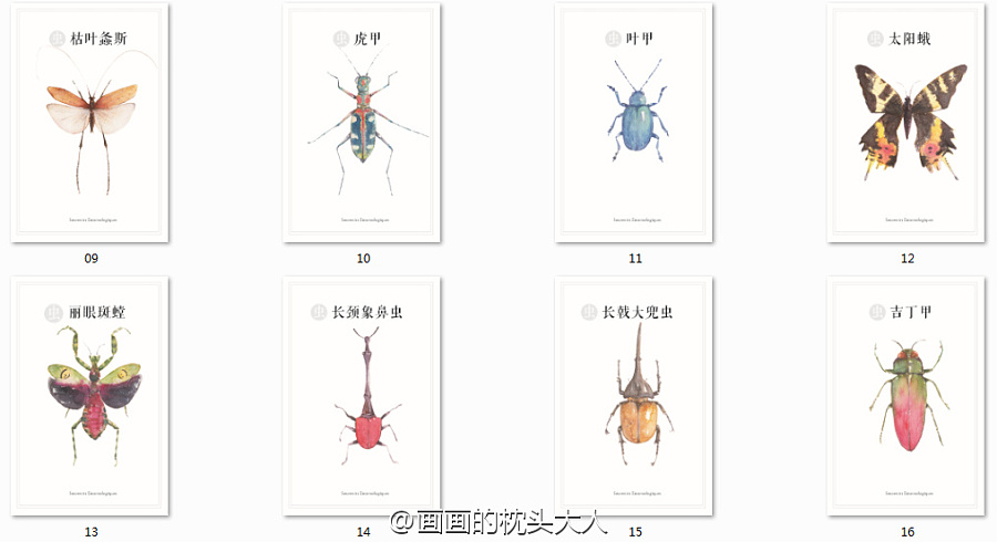 昆虫记|商业插画|插画|小小小叶子 - 原创设计作