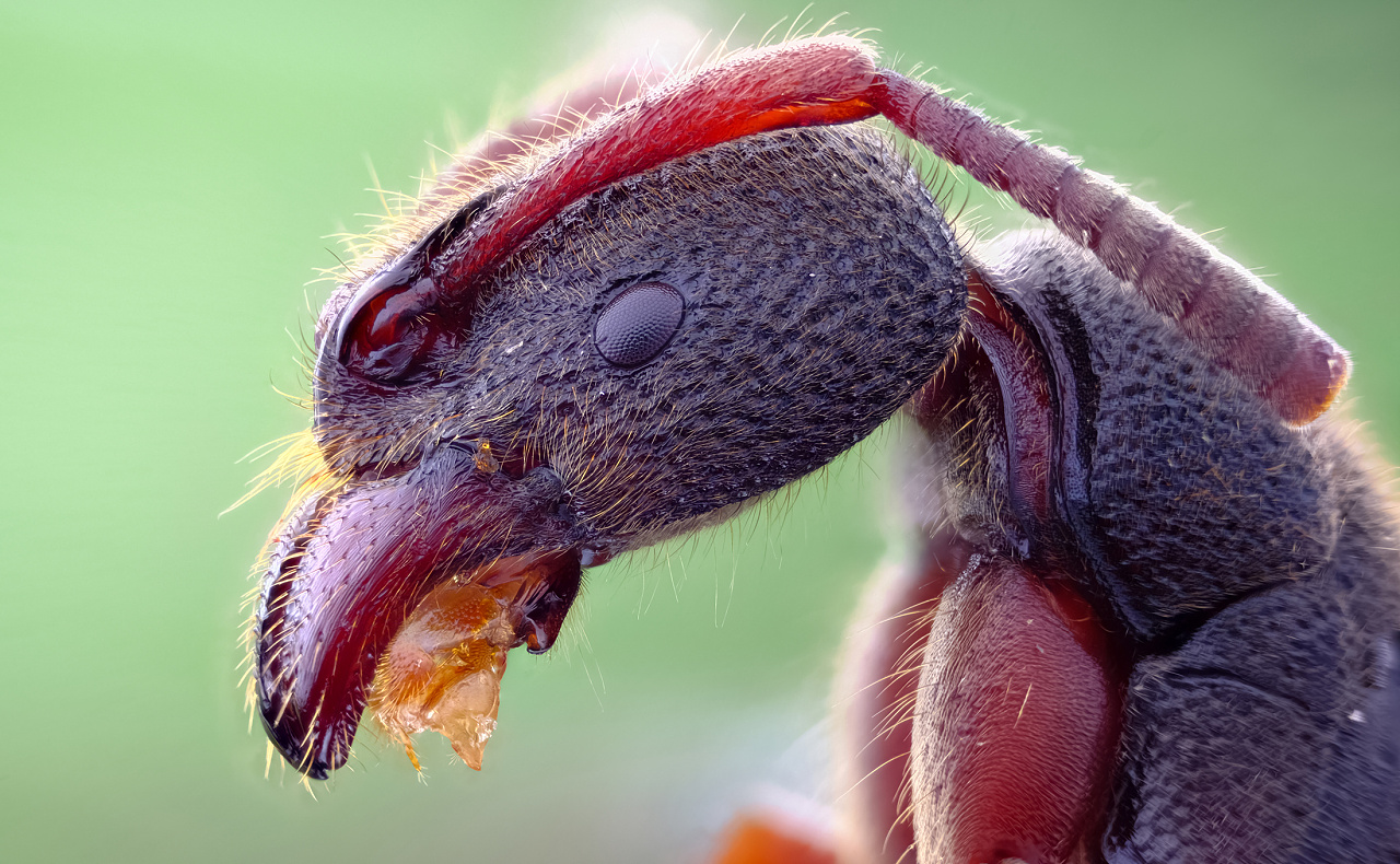 小蚂蚁---大特写|摄影|微距|深圳瓜哥 - 原创作品