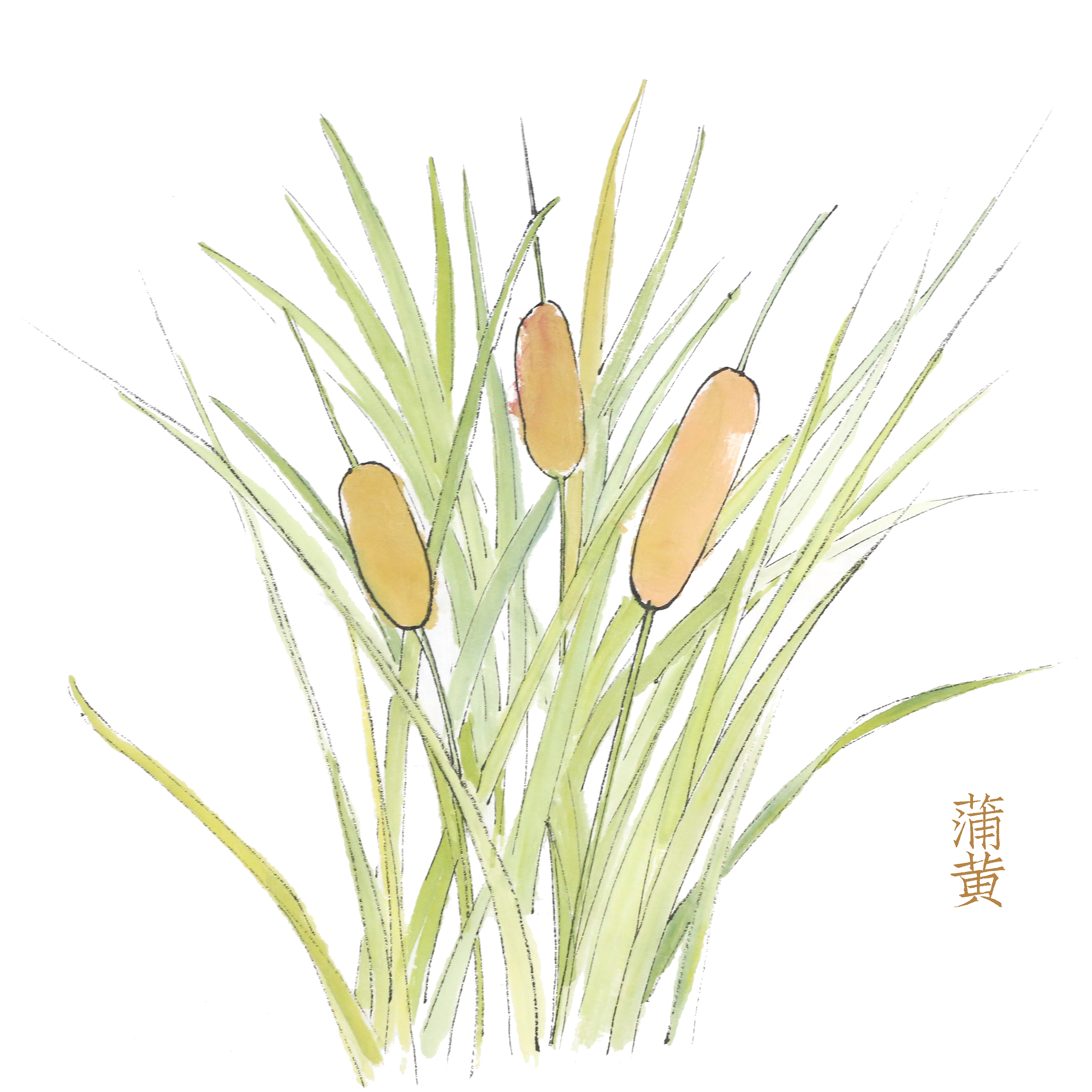 草本植物绘画|插画|商业插画|gngng小ming - 原创作品