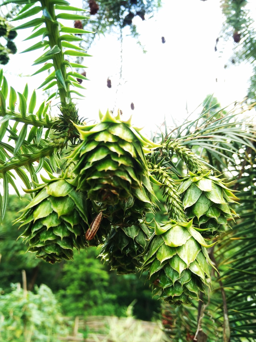 端午随拍|风光|摄影|四次元空间袋 - 原创设计作