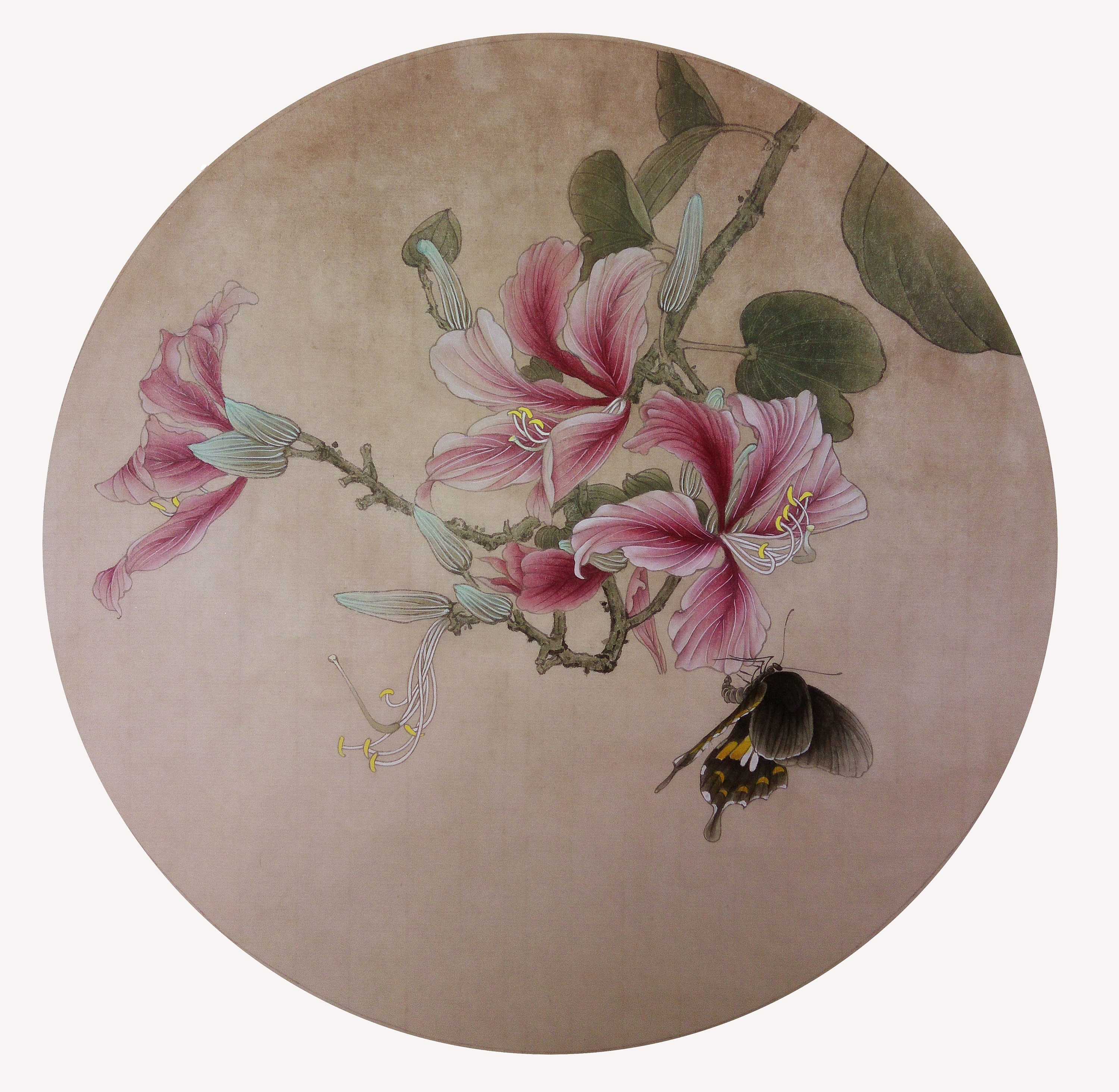手绘-工笔-油桐花与蝶