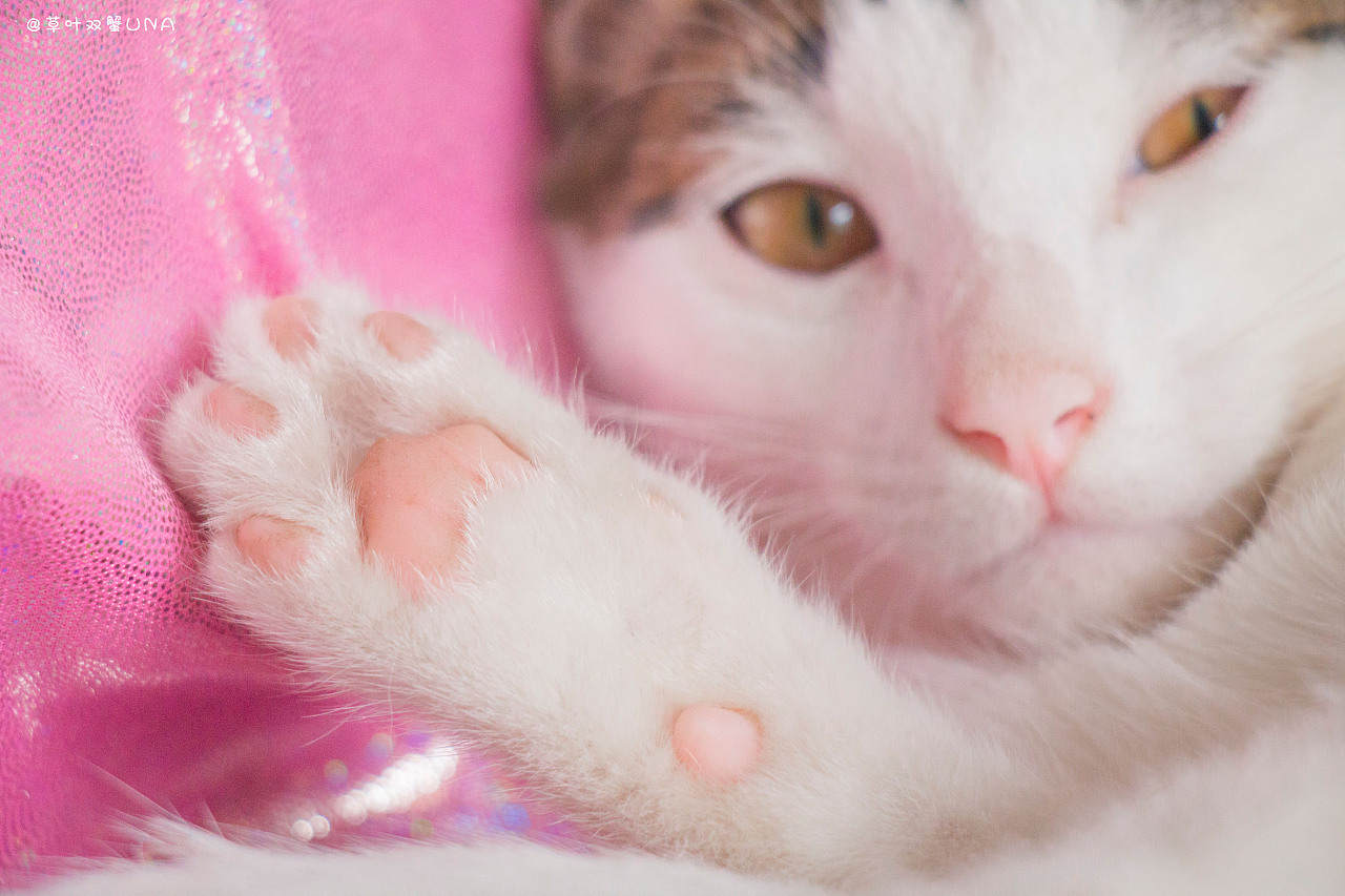 猫咪粉色写真