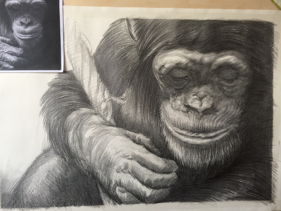 大猩猩步骤|素描|纯艺术|兔子白夜 - 原创设计作