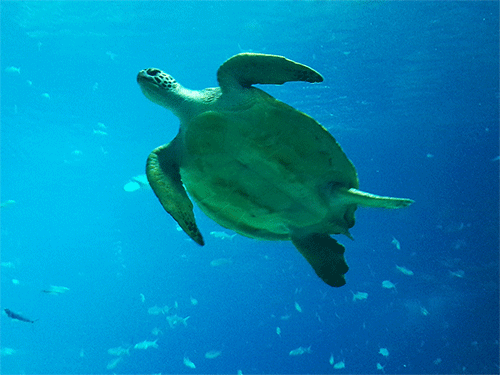 壁纸 海底 海底世界 海洋馆 水族馆 500_375 gif 动态图 动图