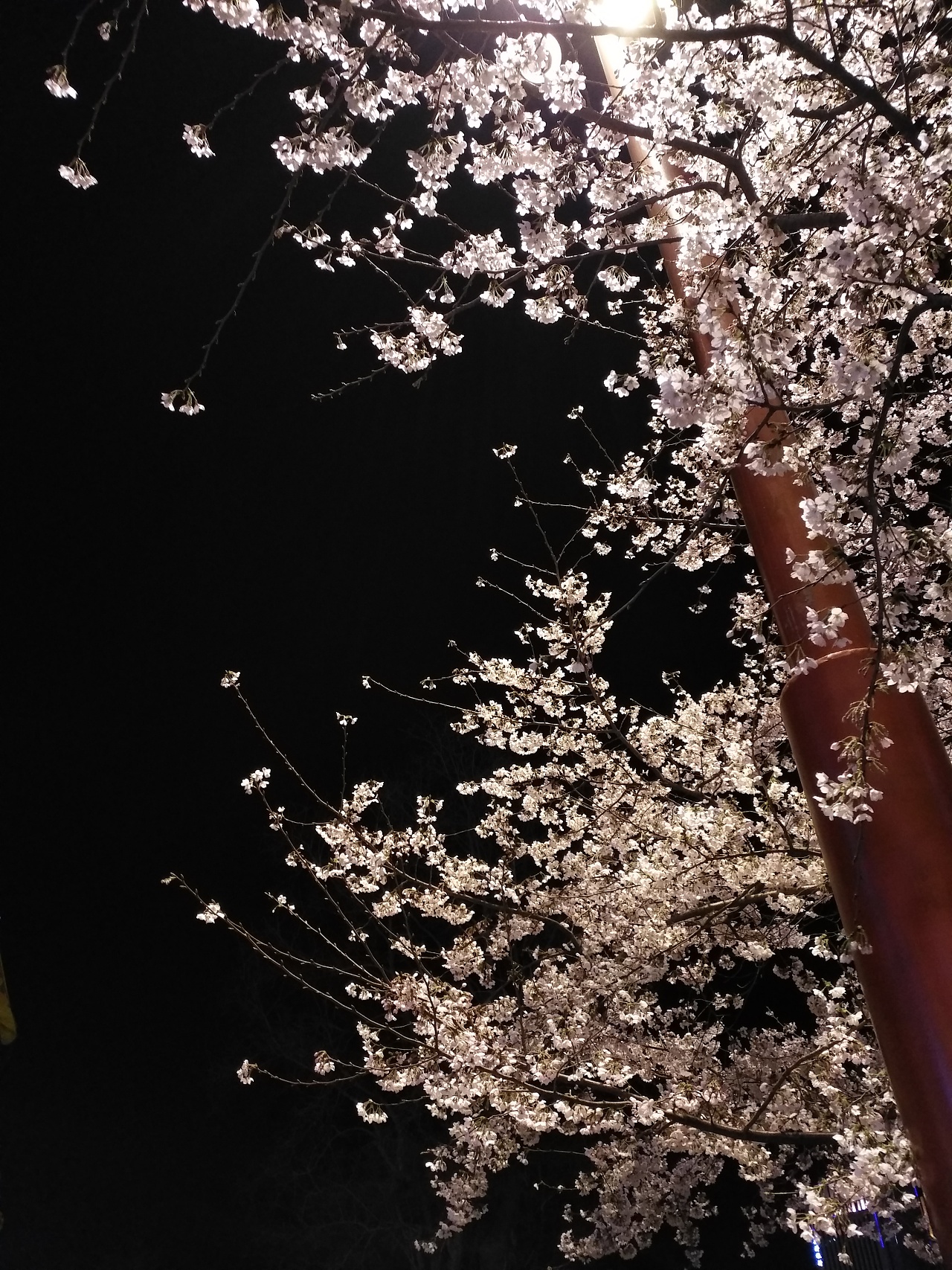 城南花已开谱子