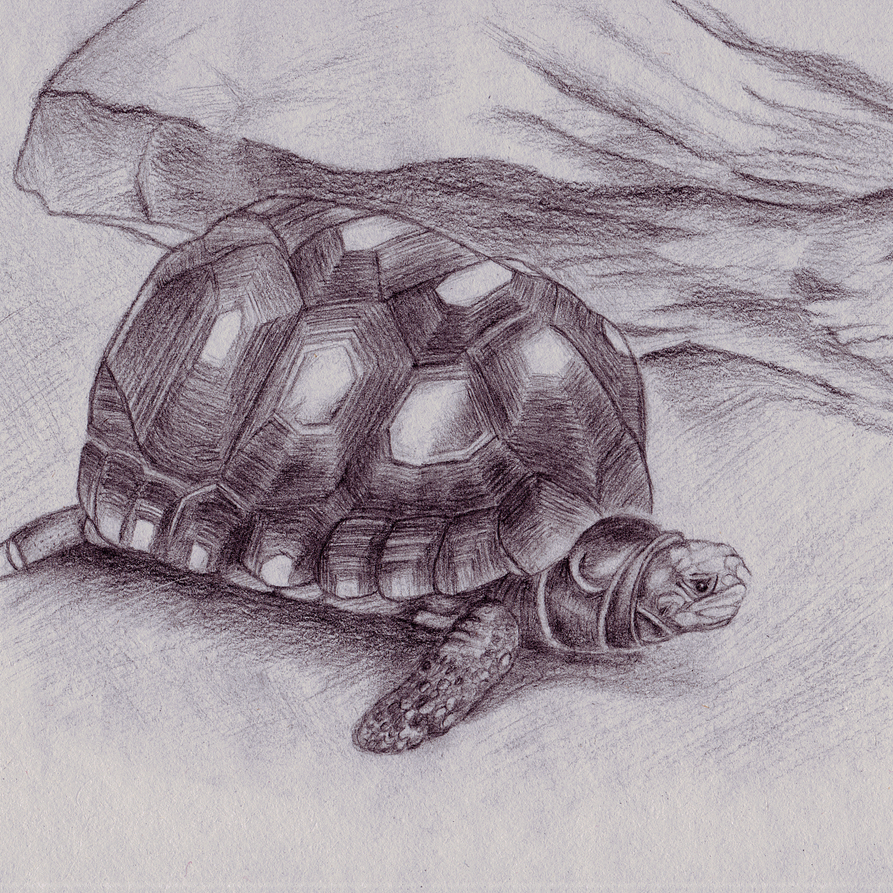 海龟素描