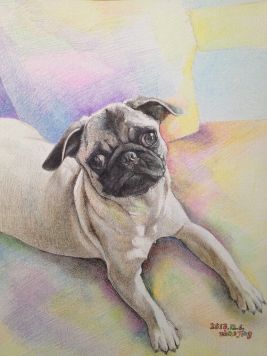 八哥犬彩铅|彩铅|纯艺术|法克鱿喵咪 - 原创设计