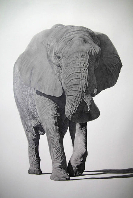   动物素描 - 非洲象